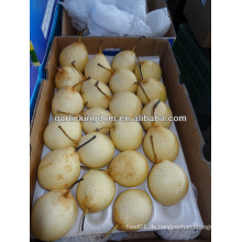 China Shandong Birne / China Delicious Nashi Birne / ya Birne